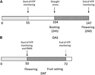 Can High Throughput Phenotyping Help Food Security in the Mediterranean Area?